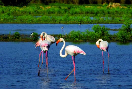Flamingos